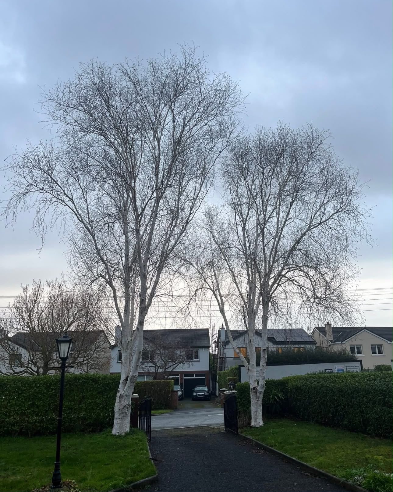 All Seasons tree care team clearing green waste after tree removal in Dublin