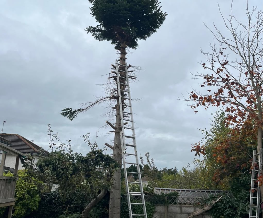 Tree surgeon in Dublin carrying out tree pruning and crown reduction