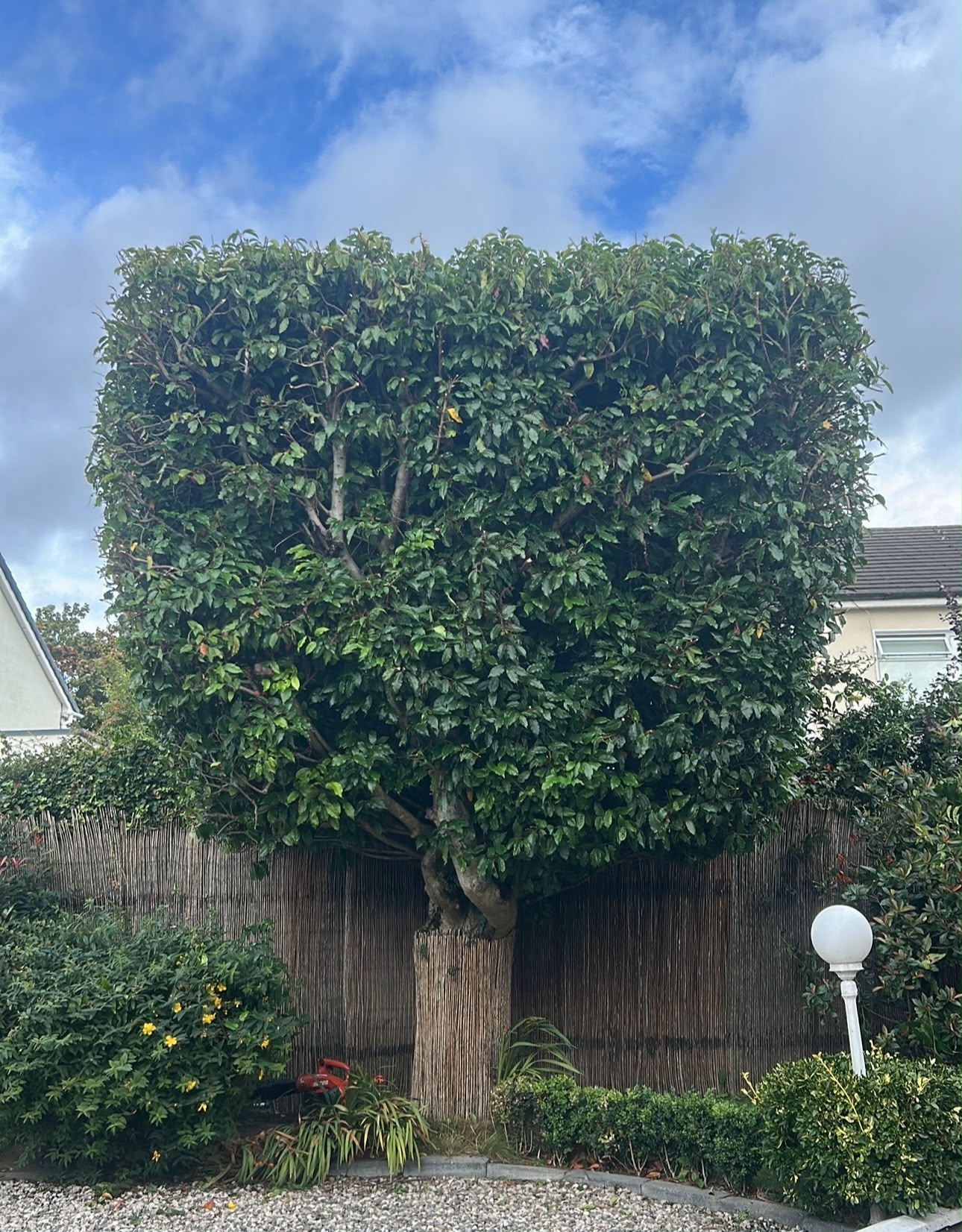 Shrub topping and shaping service in Dublin by All Seasons Garden & Tree Care