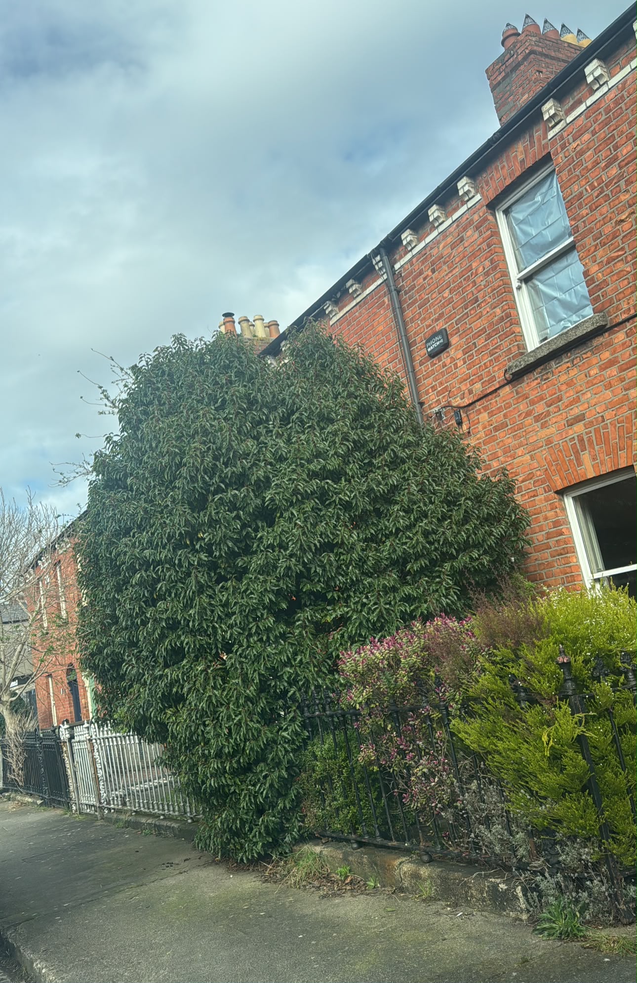 Neatly shaped shrubs in a Dublin garden