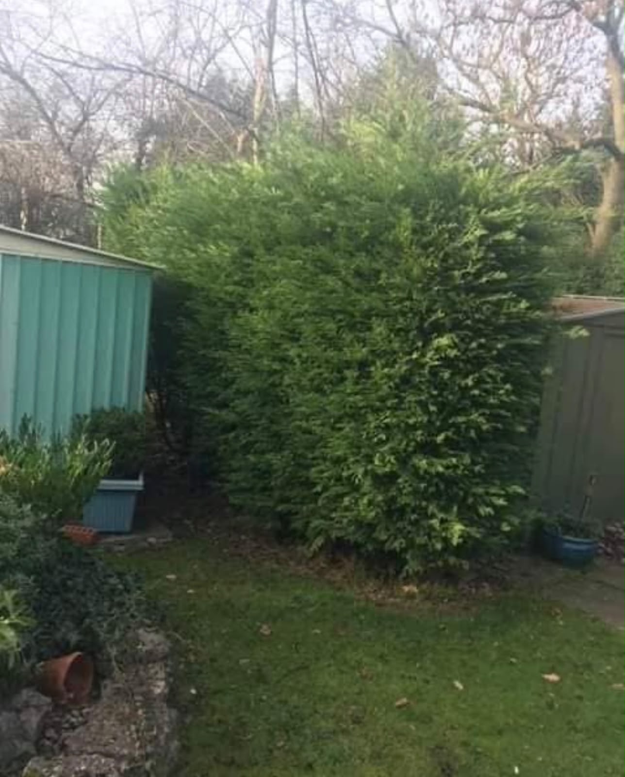 All Seasons team topping and shaping shrubs in a Dublin garden