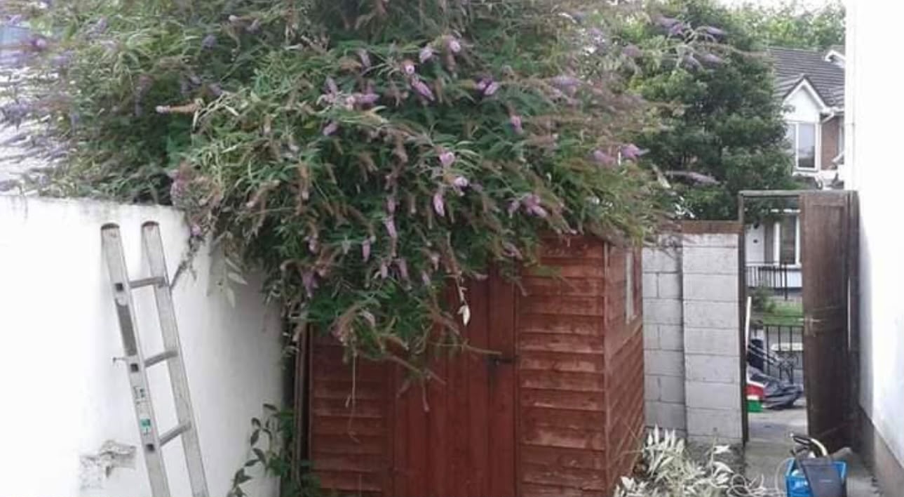 All Seasons team removing ivy from a Dublin wall and tree