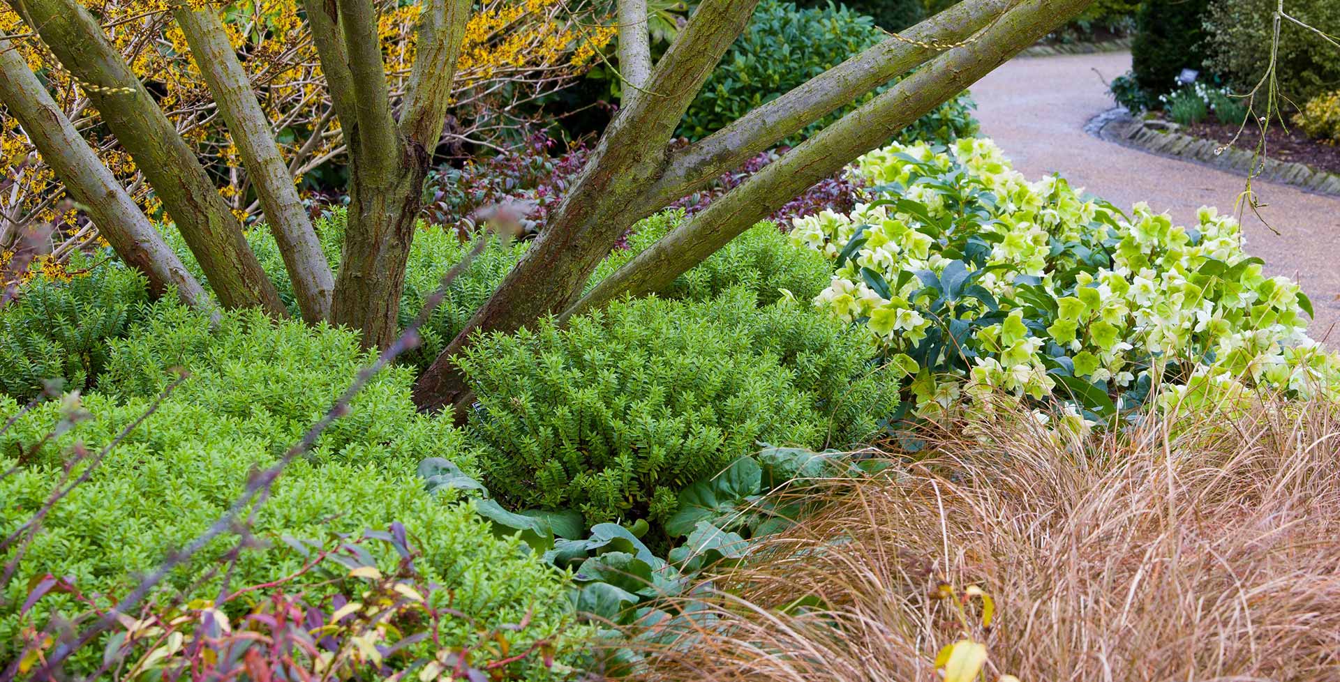 Shrubs Topped & Shaped