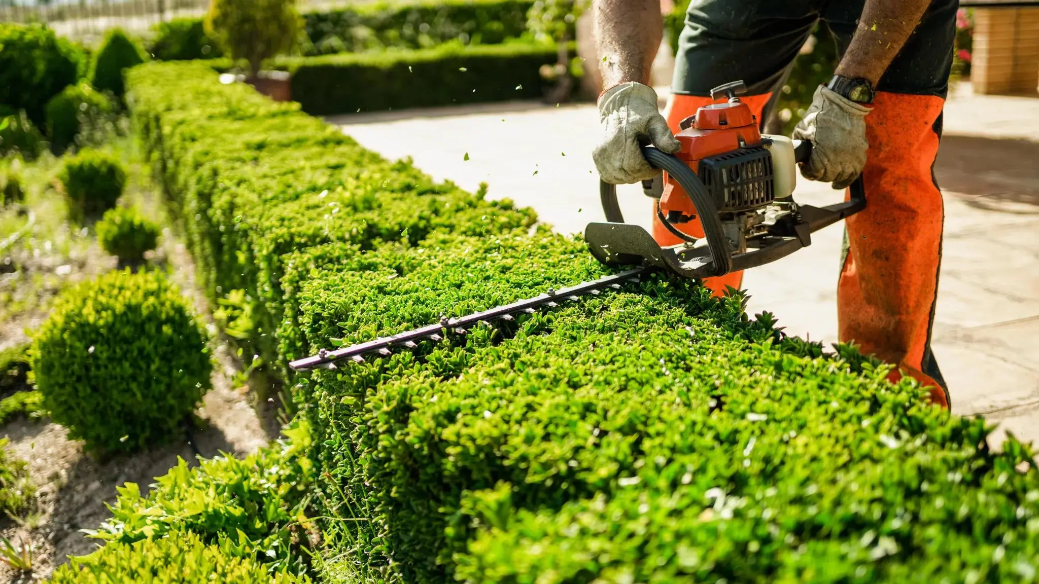 Hedge trimming and topping service in Dublin by All Seasons Garden & Tree Care