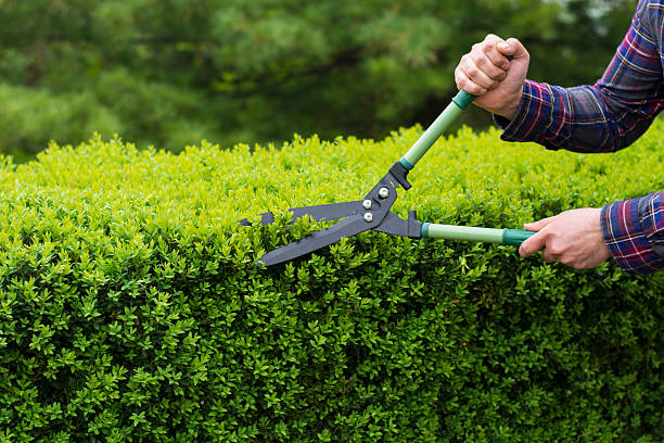 Hedging Topped & Trimmed