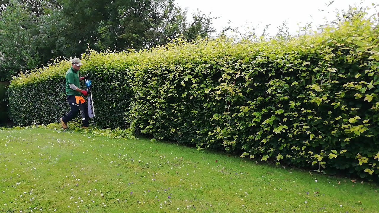 Neatly trimmed hedge boundary in a Dublin garden